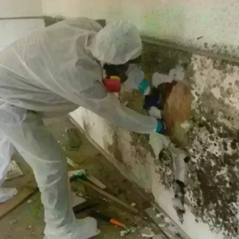 Mold Remediation and Removal in Midway, KY